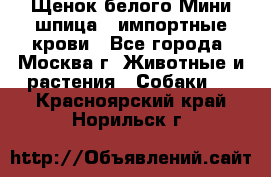 Щенок белого Мини шпица , импортные крови - Все города, Москва г. Животные и растения » Собаки   . Красноярский край,Норильск г.